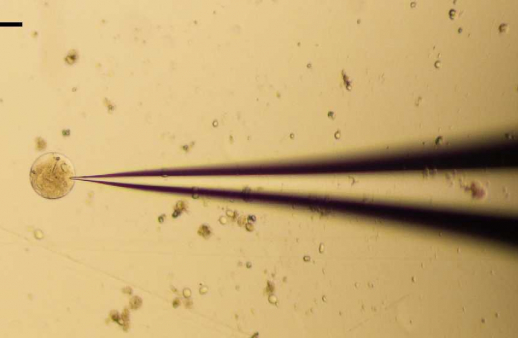 VU biofizikos magistrantūra – siekiantiems atrasti naujas galimybes