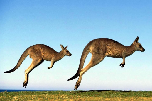 Miglės klausimai ir mūsų atskymas apie Australiją.